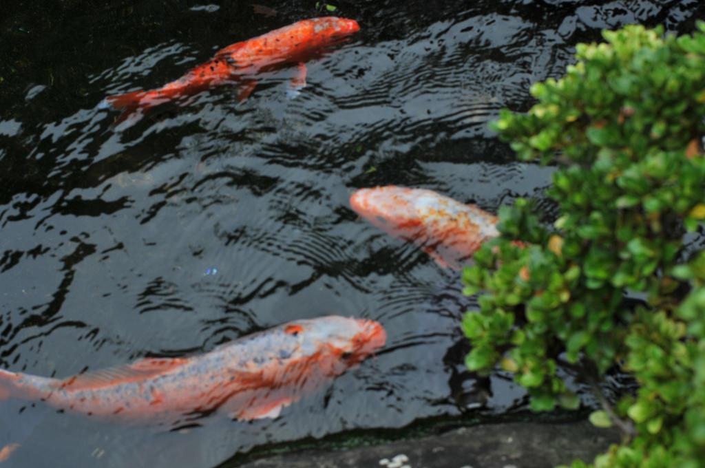 Hotel Atamisekitei Annex Sakuragaokasaryo Atami  Exteriér fotografie